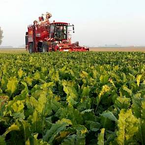 29 augustus: De eerste bieten van het bietenperceel van Proefbedrijf Westmaas zijn vanochtend gerooid. Op het erf komen drie bietenhopen die met verschillende instellingen gerooid zijn. Op 31 augustus wordt op de Praktijkdag Suikerbieten uitleg gegeven ov