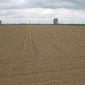 13 april: De meeste bieten staan boven op deze rassenproef met bietencysteaaltjesresistente suikerbietenrassen. Deze proef is 28 maart gezaaid (foto: IRS).