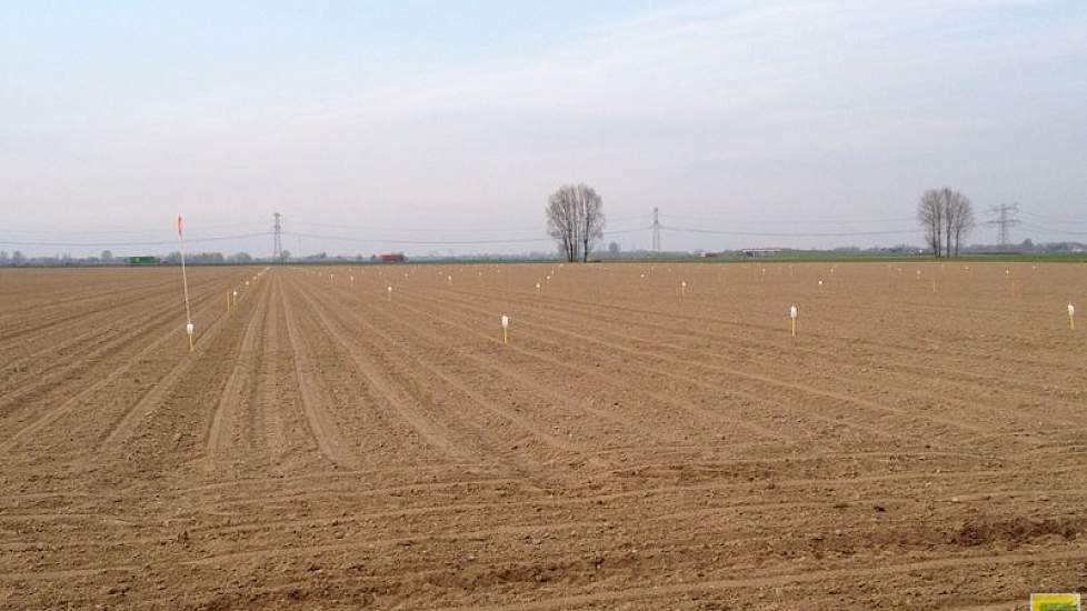 28 maart: In deze proef liggen bietencysteaaltjesresistente suikerbietenrassen. Deze proef maakt onderdeel uit van het officiële rassenonderzoek. De resultaten worden gebruikt voor de Aanbevelende Rassenlijst (foto IRS).