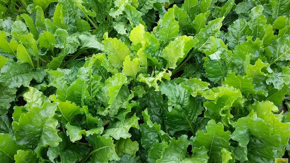 4 augustus: Een individuele plant met gele bladeren en lange(re) bladstelen. Dit noemen we een blinker. Deze symptomen worden veroorzaakt door rhizomanie (foto: IRS).