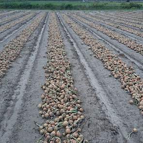 11 september: De uien zijn op 1 september gerooid en wachten nu op beter weer om opgeladen te worden. Een opbrengtschatting durft Gesink nog niet te geven.