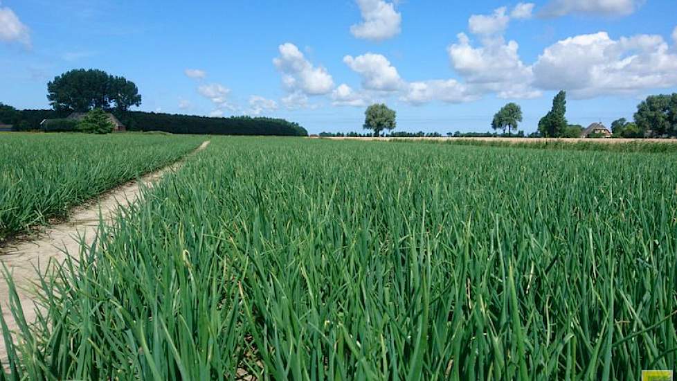 Het weer zal uiteindelijk de opbrengst gaan bepalen, zegt de akkerbouwer uit Mensingeweer (GR). ‘Het is nu een kwestie van regen op z’n tijd en gezond houden.’