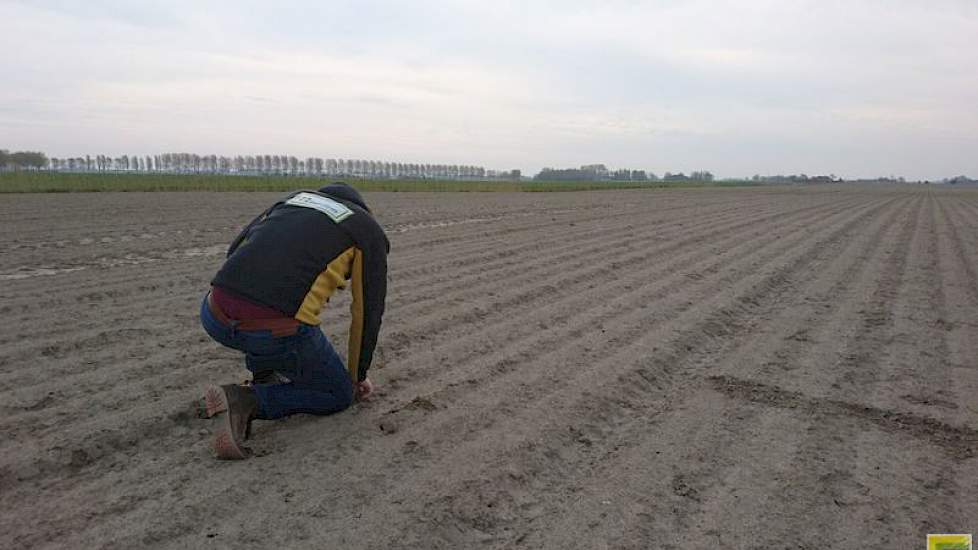 8 mei: Begin vorige week zag Gesink dat de bespuiting wat witte topjes in de uien had veroorzaakt. Samen met Jacob Wassenaar van Agrifirm Plant bekijkt de akkerbouwer het resultaat. Hun conclusie: in het kramstadium kan een ui gelukkig tegen een stootje.