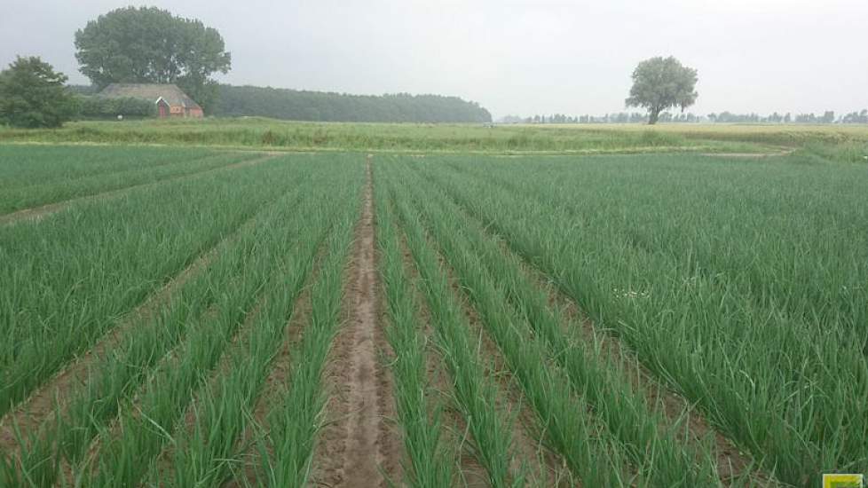 29 juni: De eerste ziektebestrijding met 1,75 kg mancozeb ligt er op. Gisteren hebben de uien 22 mm neerslag gehad, dat is goed voor de groei van het gewas.