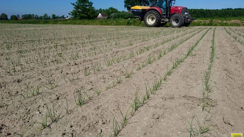 4 juni: Het is tijd om er kali en stikstof bij te strooien. In totaal ligt er nu 80 kg N en 240 kg K op.