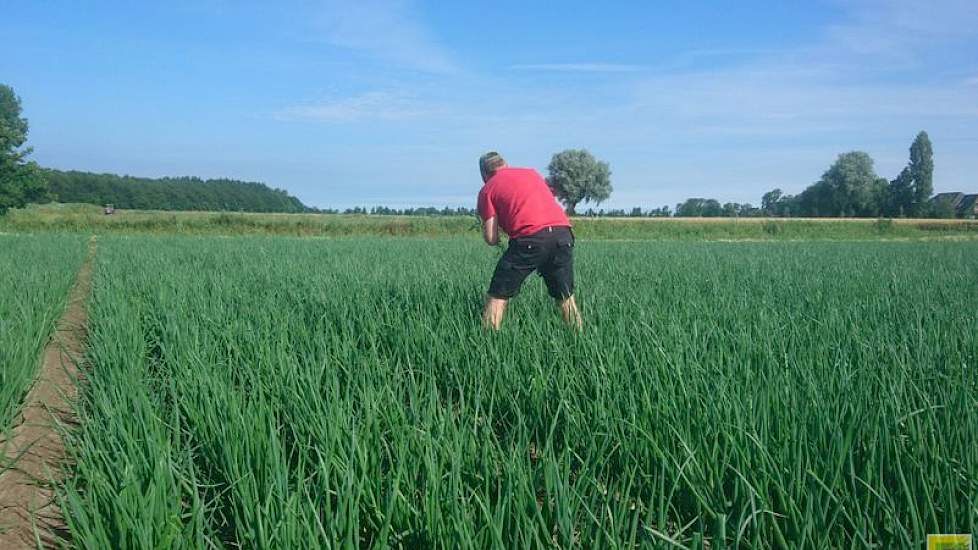 9 juli: Medewerker Eelke Haaksma heeft de laatste kamillie en kleinkruiskruid met de hand verwijderd.