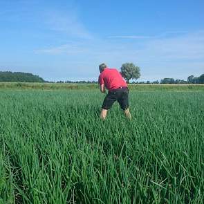 9 juli: Medewerker Eelke Haaksma heeft de laatste kamillie en kleinkruiskruid met de hand verwijderd.