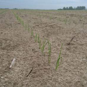 17 mei: De groei zit er in: de plantjes hebben nu een pijp van 3 tot 7 cm.