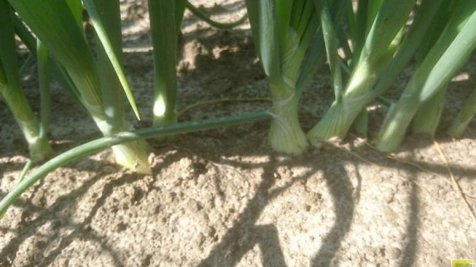 9 juli: De uien beginnen met bollen.