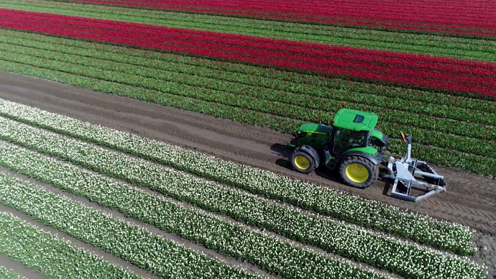 Tulpen selecteren en koppen - www.akkerwijzer.nl