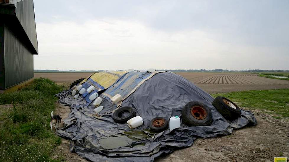 Door het plastic hebben de knollen op deze hoop geen kans om nieuw loof te ontwikkelen en zo een besmettingsbron voor phytophthora te vormen.