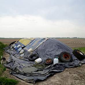 Door het plastic hebben de knollen op deze hoop geen kans om nieuw loof te ontwikkelen en zo een besmettingsbron voor phytophthora te vormen.