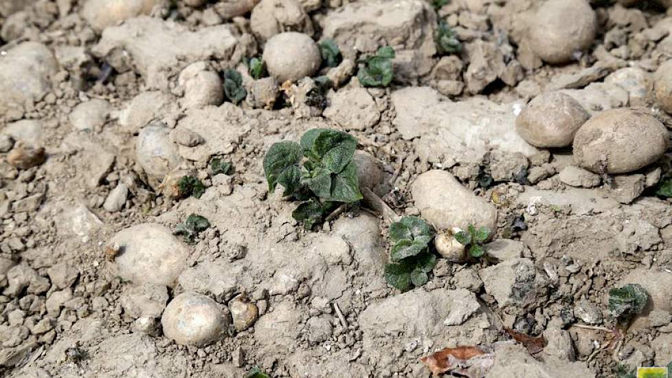 Vindt een keurmeester groene aardappelplanten op een afvalhoop dan krijgt de teler een waarschuwing. Onderneemt deze geen actie, dan wordt de NVWA ingeschakeld en volgt een boete.