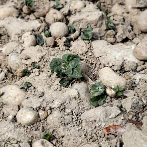 Vindt een keurmeester groene aardappelplanten op een afvalhoop dan krijgt de teler een waarschuwing. Onderneemt deze geen actie, dan wordt de NVWA ingeschakeld en volgt een boete.