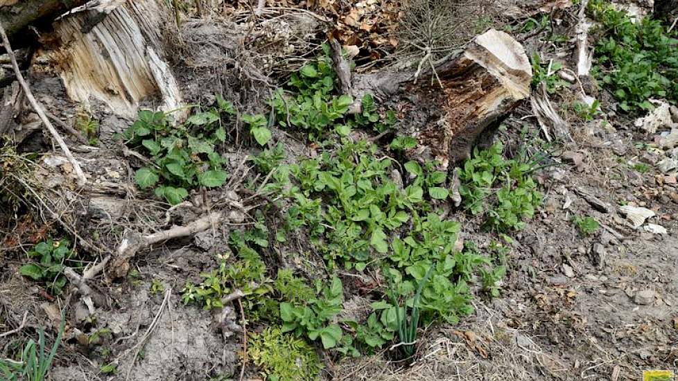 Niet alle telers hebben hun afvalhopen goed afgedekt, waardoor de aardappelen loof kunnen ontwikkelen. Hiermee vormen ze een risico op de verspreiding van phytophthora. Niet of onvoldoende afgedekte afvalhopen zijn sinds 15 april niet toegestaan.