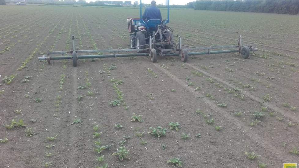 Aardappelopslag bestrijden, altijd een lastig en precies werkje, twittert akkerbouwer Mark Verhage uit Zeeuws-Vlaanderen. ‘Straks hopelijk iets minder handselectie werk.’