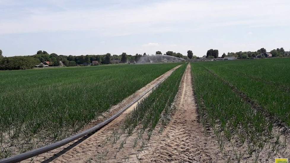 Nils van Tilbeurgh uit Oud Vossemeer: ‘Tweede ronde in de tweedejaars plantuien is weer een feit.’