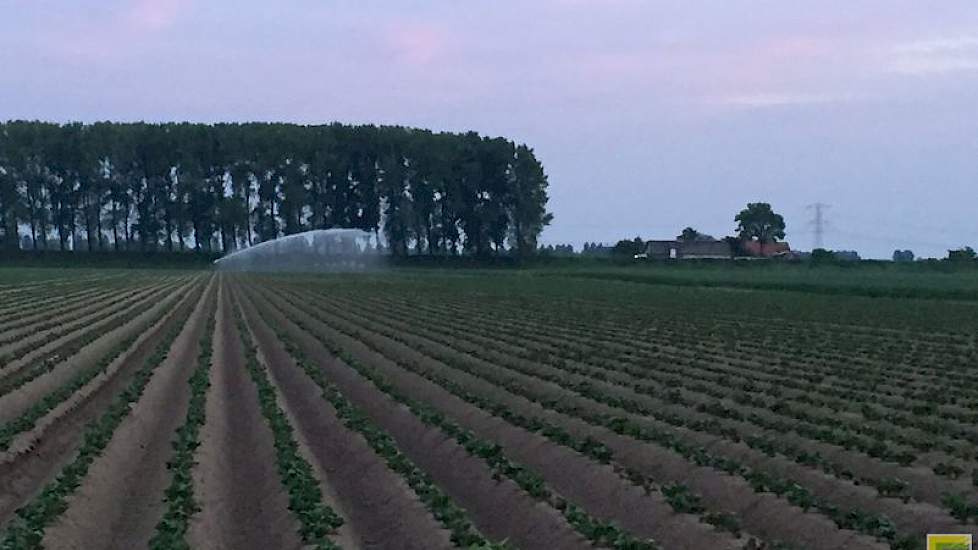 Joost van der Eijk uit Dordrecht laat via twitter weten dat de aardappelen worden beregend. ‘Ook wij zijn los in de aardappelen. Voorkomen is beter dan genezen.’