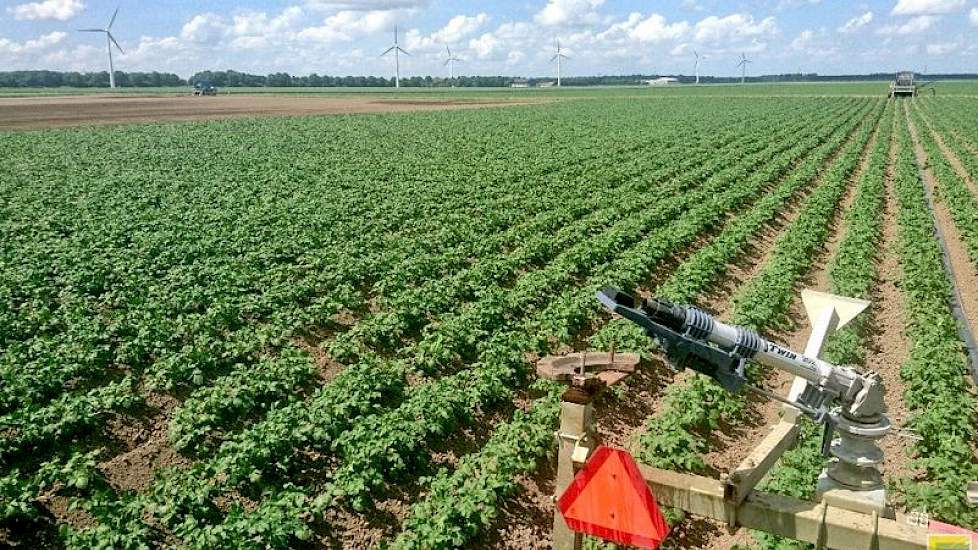 Ook Thijs Geerse gaat, zoals hij zelf zegt, rustig door met beregenen. ‘Vanavond gaan ze weer aan op de net gezaaide spinazie en de aardappels.’