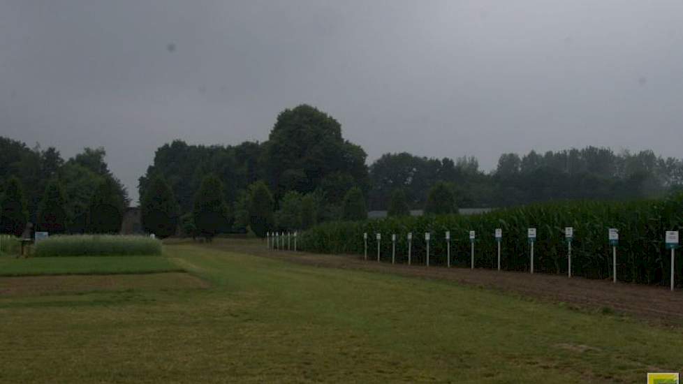 In Ven-Zelderheide staan ook veel voedergewassen, waaronder mais en grassoorten, bonen en klavers. bij de klavers zit ook Perzische klaver en Alexandrijnse klaver.