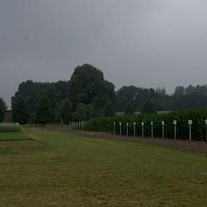 In Ven-Zelderheide staan ook veel voedergewassen, waaronder mais en grassoorten, bonen en klavers. bij de klavers zit ook Perzische klaver en Alexandrijnse klaver.