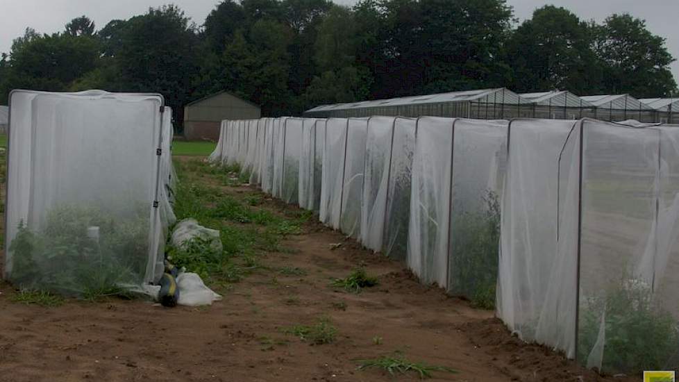 Op het veredelingsbedrijf in Ven-Zelderheide maken medewerkers kruisingen van wikkes, klavers, erwten, granen en andere gewassen. Insecten kunnen niet van buiten in de kooien en zo vreemd stuifmeel toevoegen. In de kooien bestuiven hommels de planten. Zo