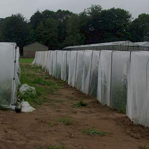 Op het veredelingsbedrijf in Ven-Zelderheide maken medewerkers kruisingen van wikkes, klavers, erwten, granen en andere gewassen. Insecten kunnen niet van buiten in de kooien en zo vreemd stuifmeel toevoegen. In de kooien bestuiven hommels de planten. Zo