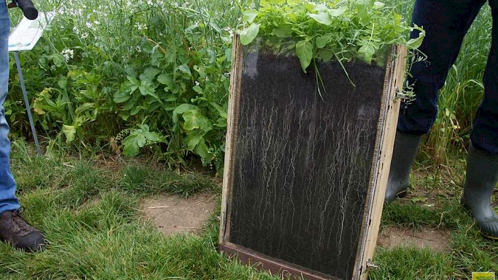 Een mengsel van groenbemesters doorwortelt een groter deel van de bodem, zo laat deze dwarsdoorsnede van de wortelzone zien.