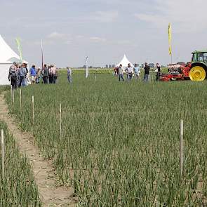 Uienteelt heeft de interesse van de Groningse telers weer. Proeven met telerssteun staan bij Ebelsheerd.