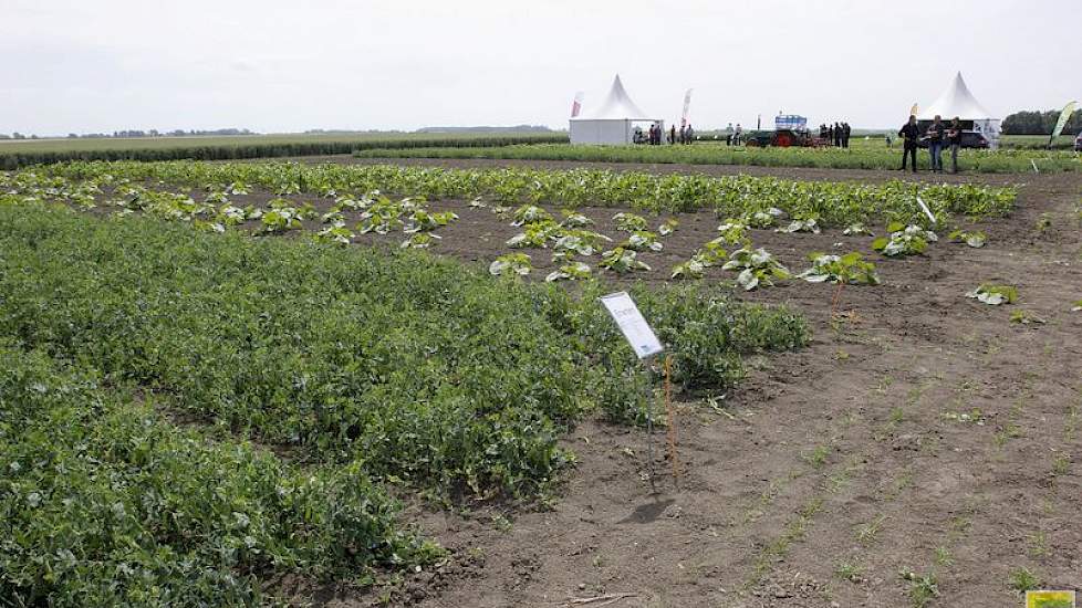 Erwten en pompoenen en daarachter suikermais van biologische teelt zijn bij voldoende oppervlak in het noorden welkom. Verwerkers zoeken areaal. De SPNA-bedrijven in Nieuw-Beerta en Kollumerwaard zijn proeflocaties. Op Ebelsheerd komt ook biologische spin