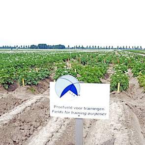 Het controleveld van de NAK is een verzameling van kleine veldjes aardappelen. Sommige staan al in volle bloei, bij andere begint het net te komen. Vast onderdeel in de selectiecursus is het herkennen van de verschillende rassen. Op de proefvelden staan z