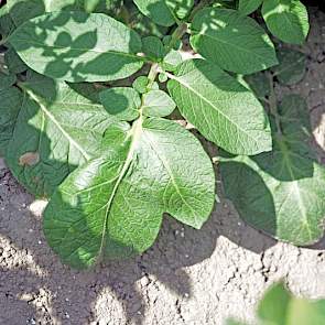 Hoe herken je een Agria, vraagt Kloosterboer zijn cursisten. Het onderste blad van de plant, zoals op deze foto, is typerend voor dit ras.