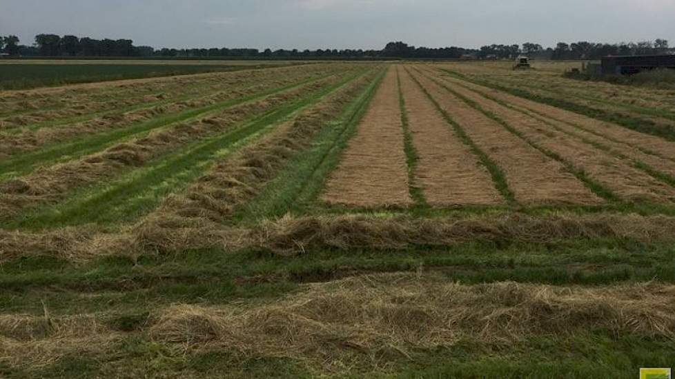 Het vochtgehalte tijdens het dorsen was 12 procent.