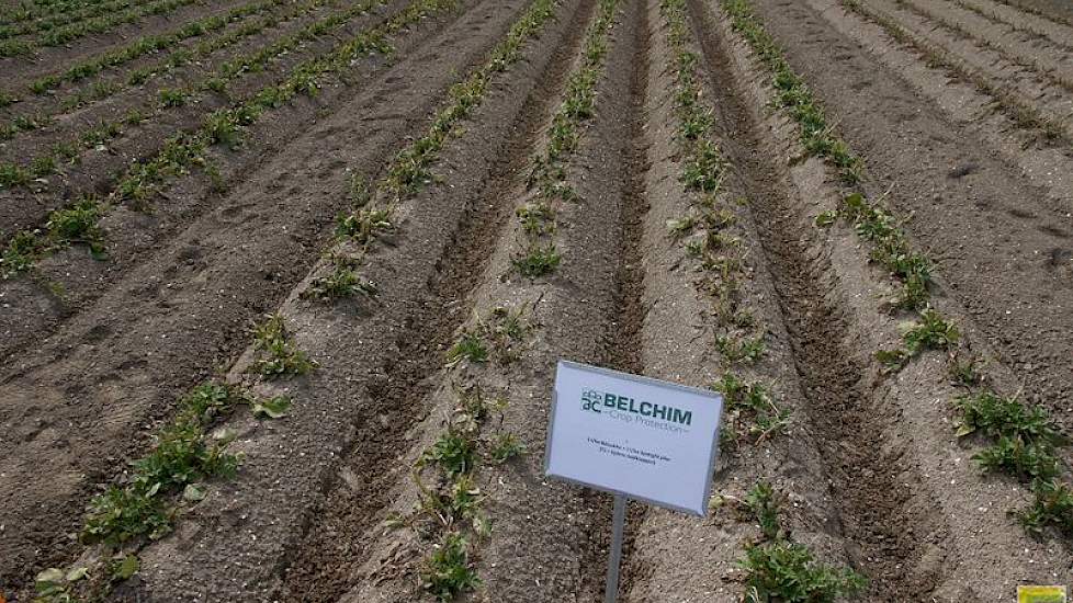 Beloukha is een middel van Belchim op basis van Pelargonzuur, een plantaardig vetzuur. Het kan een pakket loofdodingsmiddelen  waarin Reglone onder druk staat aanvullen, zegt Ton van de Meeberg.