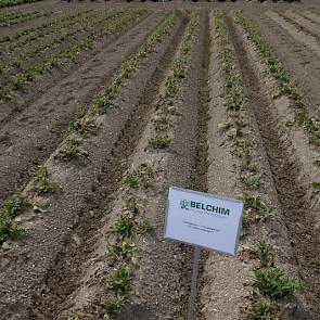 Beloukha is een middel van Belchim op basis van Pelargonzuur, een plantaardig vetzuur. Het kan een pakket loofdodingsmiddelen  waarin Reglone onder druk staat aanvullen, zegt Ton van de Meeberg.