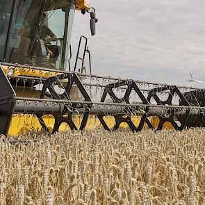 De combine heeft een bek van 6 meter breed. René Visser zegt dat hij ongeveer 2,5 hectare per uur kan doen. Dat komt neer op 25 tot 30 ton tarwe in deze regio. „Hier was de opbrengst redelijk tot goed. Hij ging wel over de 10 ton per hectare”, zegt Visser