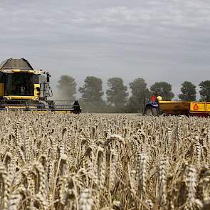 Visser lost bij het kavelpad. Het is mogelijk om onder het rijden te lossen. Daarvoor heeft de loonwerker een verlengde graanpijp op de machine. „Dan kunnen de kippers precies tussen twee wiersen rijden. Het stro blijft dan los, omdat je er niet overheen