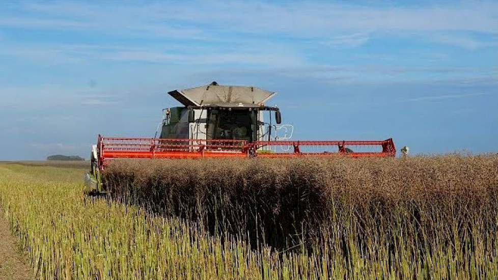 Koolzaad oogst met Claas Lexion 770 tt.  Landbouwb.Westerhof.