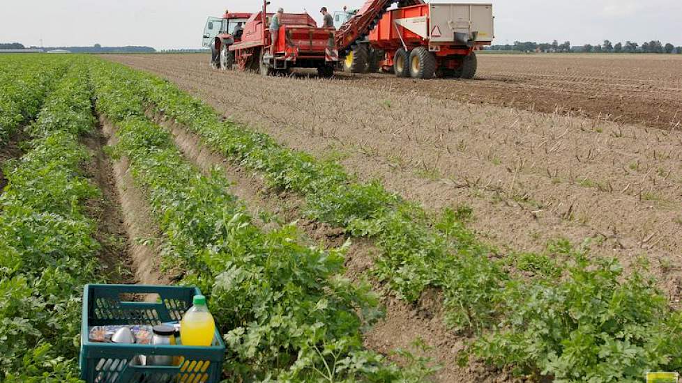 Omdat het perceel wat verder van de boerderij af ligt, drinken ze koffie op het land. Het krat met koffie staat in een perceel wortelpeterselie. Van Dijke teelt dit gewas al meerdere jaren op contract voor Top Fresh.