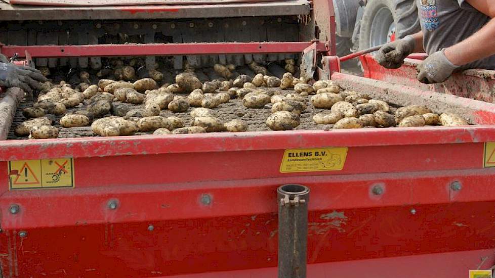 De opbrengst ligt op ongeveer 40 ton per hectare. Een normale opbrengst voor dit ras op deze grond, vindt Van Dijke.