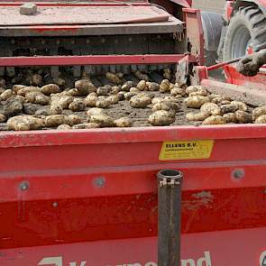 De opbrengst ligt op ongeveer 40 ton per hectare. Een normale opbrengst voor dit ras op deze grond, vindt Van Dijke.