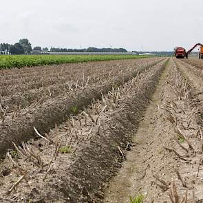 De aardappelen zijn op 18 juli geklapt en gespoten.