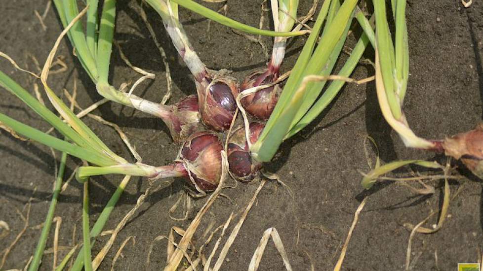 Het zaad voor deze uien wordt in perspotjes geplant en voorgekiemd. In maart, zodra het weer en het land het toelieten, zijn deze potjes geplant met een volautomatische plantmachine. Zo hebben deze uien een voorsprong op zaaiuien waarvan het zaad in de vo