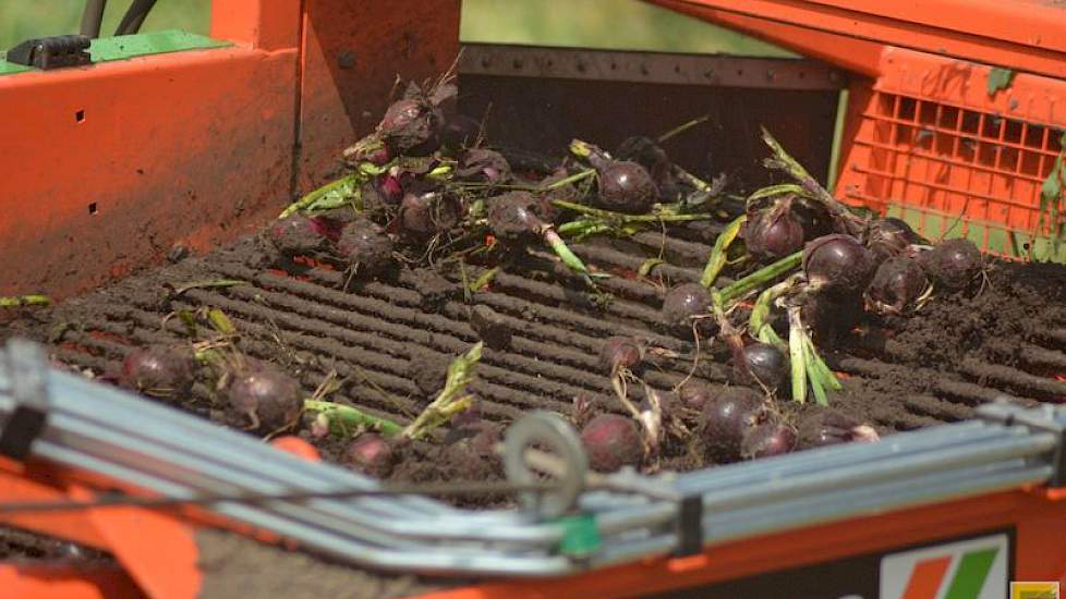 De opbrengst is nog niet bepaald, maar verkoopleider Hein Molenkamp van zaadbedrijf Hazera verwacht dat deze boven de 60 ton uitkomt. De kwaliteit van de uien is volgens Molenkamp heel goed. ‘Het zijn heel harde uien.’