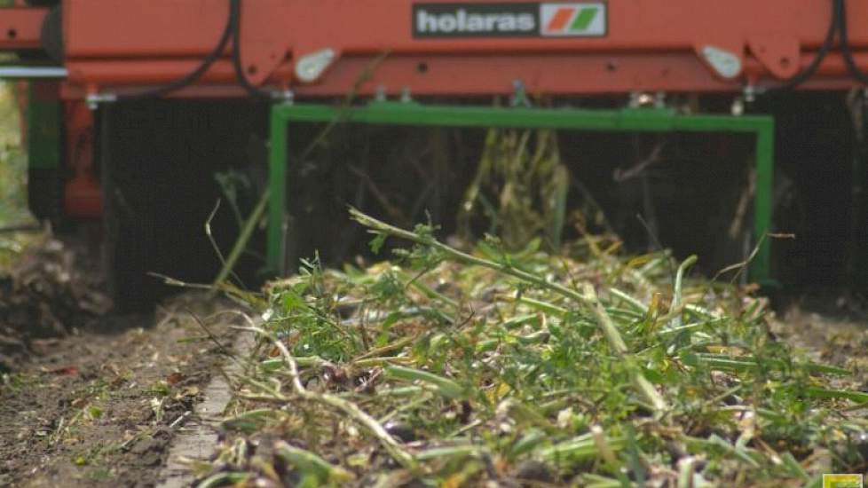 De uien blijven nog enkele dagen in het zwad liggen om te drogen. Vanwege de minder gunstige weersverwachtingen worden ze waarschijnlijk eind deze week geladen. De uien gaan af land weg naar de afnemer.