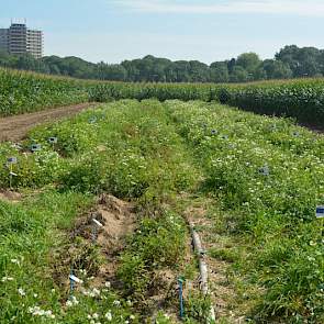 Op het proefveld even buiten Wageningen heeft Solynta een tal van kruisingen tussen aardappelen van verschillende genen neergezet. Sommige aardappelen hebben enkelvoudige resistentie tegen phytophthora, andere een meervoudige en ook kruisingen zonder enig