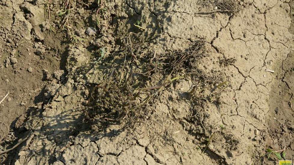 Aan de rand van het proefveld staan de basiskruisingen. Deze knollen hebben geen enkele resistentie en zijn dan ook volledig weggerot als gevolg van een phytophthora-aantasting.