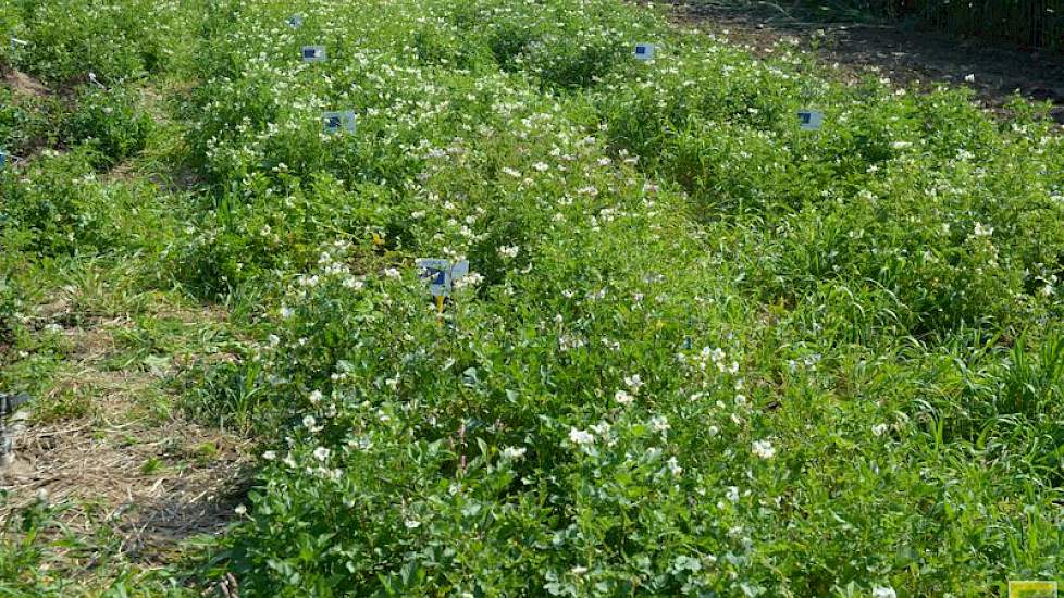 De planten met meervoudige resistentie tegen phytophthora doen het het beste. De kans dat deze meervoudige resistentie doorbroken wordt is zoveel kleiner, zegt Van Heusden.