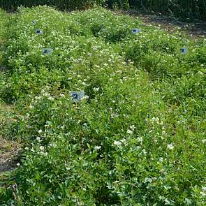 De planten met meervoudige resistentie tegen phytophthora doen het het beste. De kans dat deze meervoudige resistentie doorbroken wordt is zoveel kleiner, zegt Van Heusden.