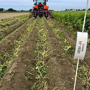 De wortelsnijder perfectioneert het werk van de looftrekker, vindt Regnerus. ‘Het loof wordt met riemen van de plant getrokken. De knol krijgt echter nog steeds voeding via de wortels. De wortelsnijder stopt ook deze aanvoer. Moederknollen sterven eerder